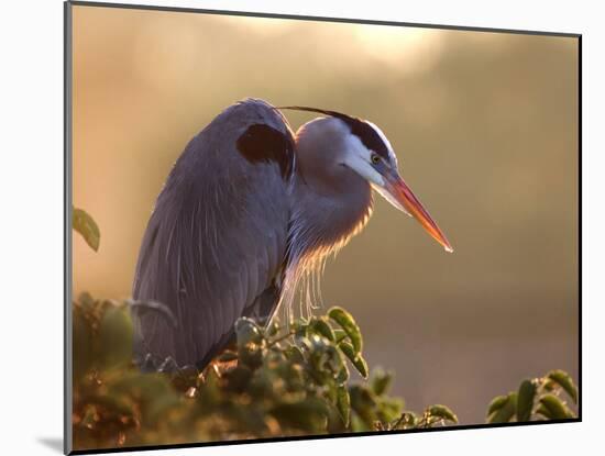 Great Blue Heron Perches on a Tree at Sunrise in the Wetlands, Wakodahatchee, Florida, USA-Jim Zuckerman-Mounted Photographic Print