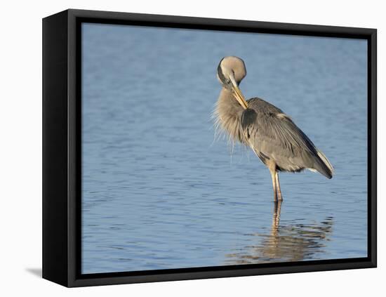 Great blue heron preening, Ardea herodias, Ding Darling National Wildlife Refuge, Sanibel, Florida-Maresa Pryor-Framed Premier Image Canvas