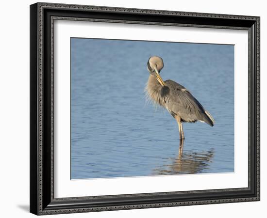 Great blue heron preening, Ardea herodias, Ding Darling National Wildlife Refuge, Sanibel, Florida-Maresa Pryor-Framed Photographic Print