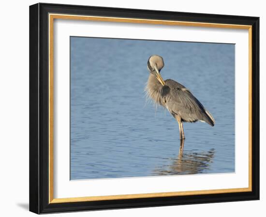 Great blue heron preening, Ardea herodias, Ding Darling National Wildlife Refuge, Sanibel, Florida-Maresa Pryor-Framed Photographic Print