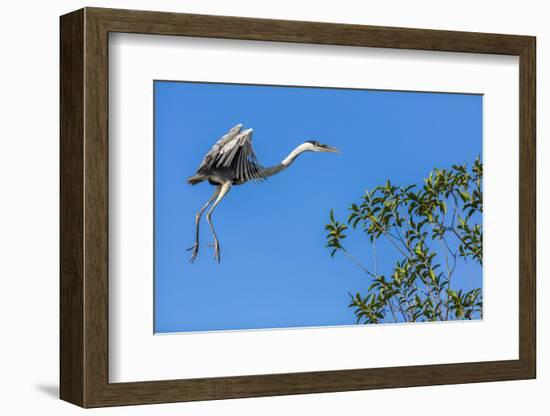 Great Blue Heron prepares to land on a tree over the Brazilian Pantanal-James White-Framed Photographic Print