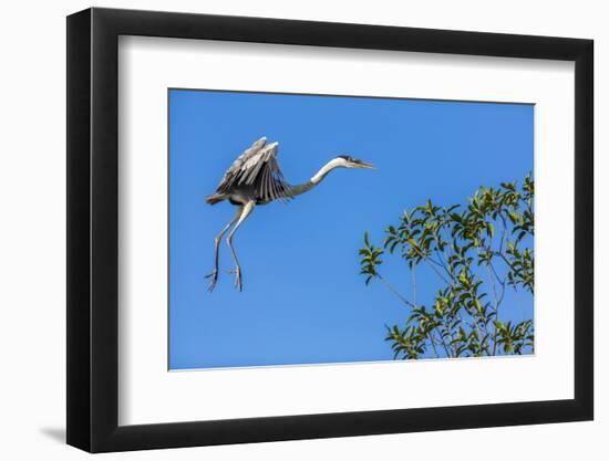 Great Blue Heron prepares to land on a tree over the Brazilian Pantanal-James White-Framed Photographic Print