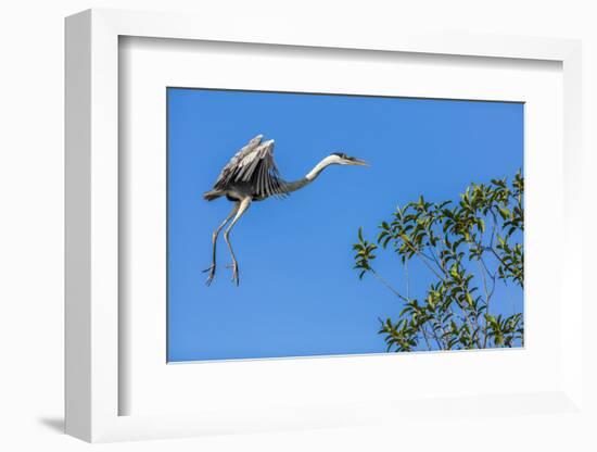 Great Blue Heron prepares to land on a tree over the Brazilian Pantanal-James White-Framed Photographic Print