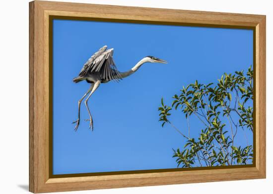 Great Blue Heron prepares to land on a tree over the Brazilian Pantanal-James White-Framed Premier Image Canvas