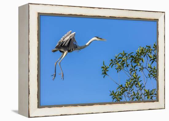 Great Blue Heron prepares to land on a tree over the Brazilian Pantanal-James White-Framed Premier Image Canvas