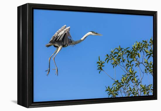 Great Blue Heron prepares to land on a tree over the Brazilian Pantanal-James White-Framed Premier Image Canvas