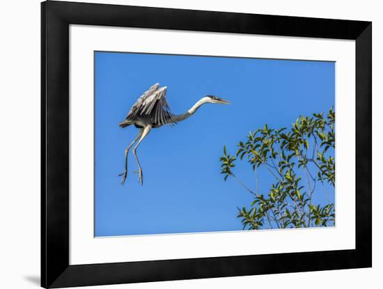 Great Blue Heron prepares to land on a tree over the Brazilian Pantanal-James White-Framed Premium Photographic Print