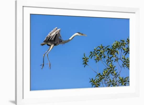Great Blue Heron prepares to land on a tree over the Brazilian Pantanal-James White-Framed Premium Photographic Print