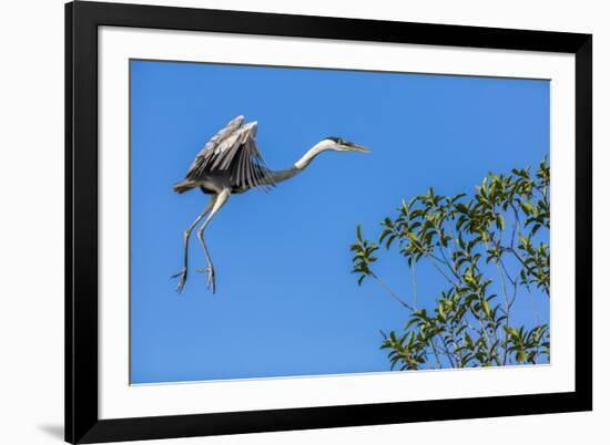Great Blue Heron prepares to land on a tree over the Brazilian Pantanal-James White-Framed Premium Photographic Print