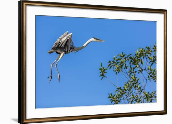 Great Blue Heron prepares to land on a tree over the Brazilian Pantanal-James White-Framed Premium Photographic Print