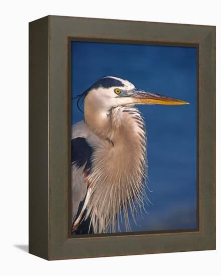 Great Blue Heron, Sanibel Island, Florida, USA-Charles Sleicher-Framed Premier Image Canvas