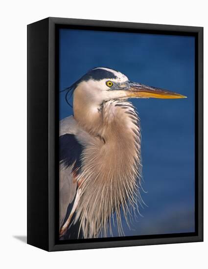 Great Blue Heron, Sanibel Island, Florida, USA-Charles Sleicher-Framed Premier Image Canvas