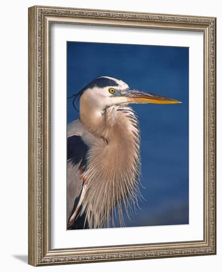 Great Blue Heron, Sanibel Island, Florida, USA-Charles Sleicher-Framed Photographic Print