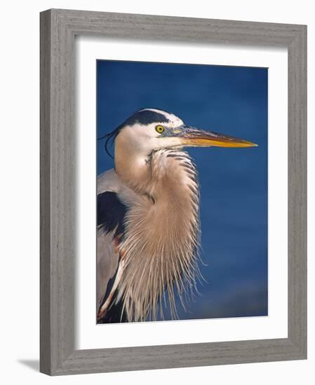 Great Blue Heron, Sanibel Island, Florida, USA-Charles Sleicher-Framed Photographic Print