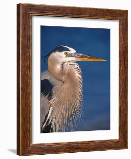 Great Blue Heron, Sanibel Island, Florida, USA-Charles Sleicher-Framed Photographic Print