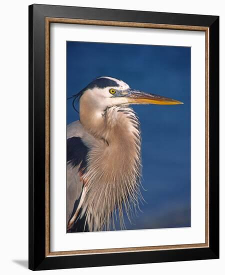 Great Blue Heron, Sanibel Island, Florida, USA-Charles Sleicher-Framed Photographic Print