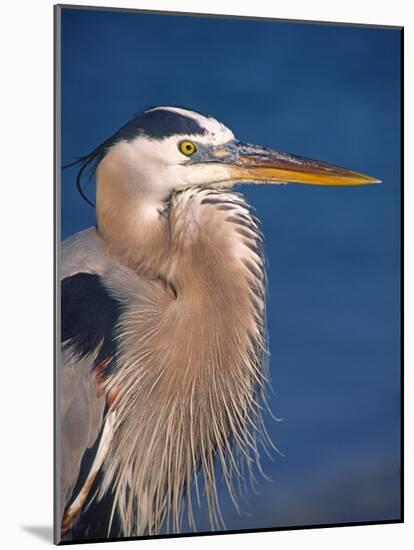 Great Blue Heron, Sanibel Island, Florida, USA-Charles Sleicher-Mounted Photographic Print