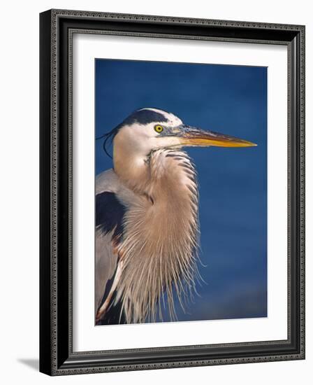 Great Blue Heron, Sanibel Island, Florida, USA-Charles Sleicher-Framed Photographic Print