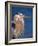 Great Blue Heron, Sanibel Island, Florida, USA-Charles Sleicher-Framed Photographic Print