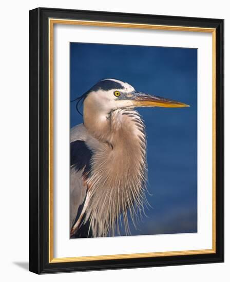 Great Blue Heron, Sanibel Island, Florida, USA-Charles Sleicher-Framed Photographic Print