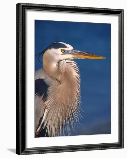 Great Blue Heron, Sanibel Island, Florida, USA-Charles Sleicher-Framed Photographic Print