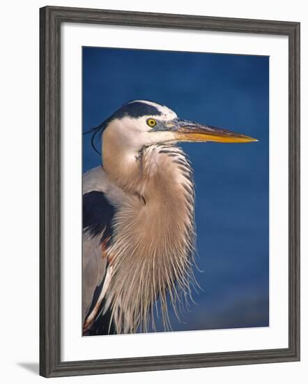 Great Blue Heron, Sanibel Island, Florida, USA-Charles Sleicher-Framed Photographic Print