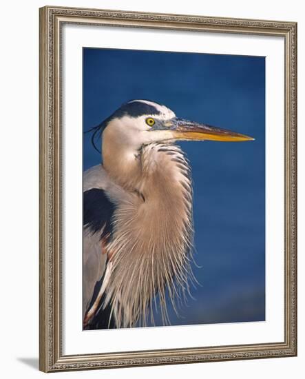 Great Blue Heron, Sanibel Island, Florida, USA-Charles Sleicher-Framed Photographic Print