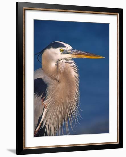 Great Blue Heron, Sanibel Island, Florida, USA-Charles Sleicher-Framed Photographic Print