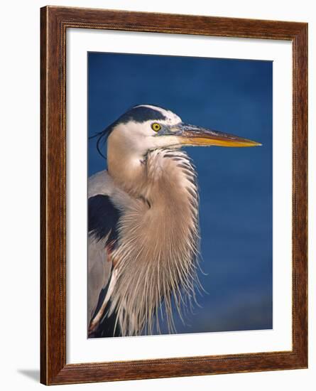 Great Blue Heron, Sanibel Island, Florida, USA-Charles Sleicher-Framed Photographic Print