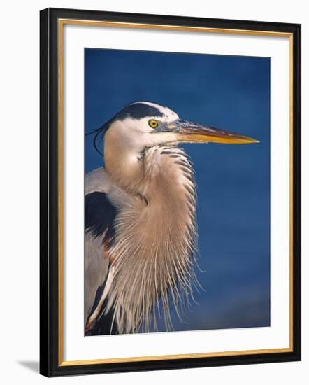 Great Blue Heron, Sanibel Island, Florida, USA-Charles Sleicher-Framed Photographic Print