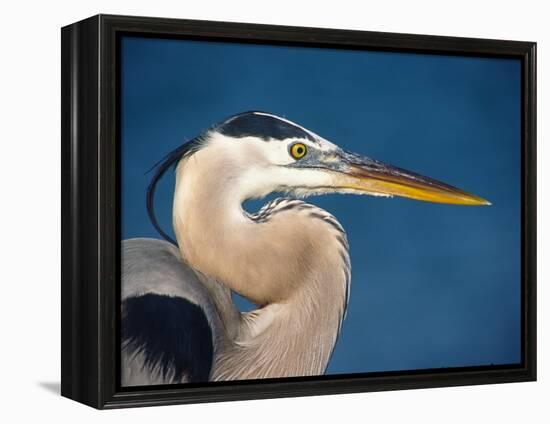 Great Blue Heron, Sanibel Island, Florida, USA-Charles Sleicher-Framed Premier Image Canvas