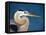 Great Blue Heron, Sanibel Island, Florida, USA-Charles Sleicher-Framed Premier Image Canvas