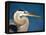 Great Blue Heron, Sanibel Island, Florida, USA-Charles Sleicher-Framed Premier Image Canvas