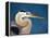 Great Blue Heron, Sanibel Island, Florida, USA-Charles Sleicher-Framed Premier Image Canvas