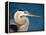 Great Blue Heron, Sanibel Island, Florida, USA-Charles Sleicher-Framed Premier Image Canvas