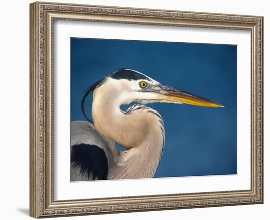 Great Blue Heron, Sanibel Island, Florida, USA-Charles Sleicher-Framed Photographic Print