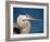 Great Blue Heron, Sanibel Island, Florida, USA-Charles Sleicher-Framed Photographic Print