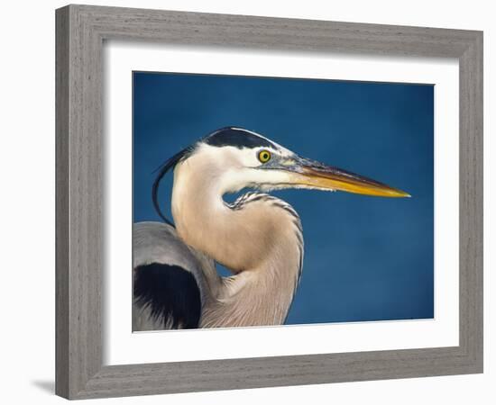 Great Blue Heron, Sanibel Island, Florida, USA-Charles Sleicher-Framed Photographic Print