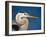 Great Blue Heron, Sanibel Island, Florida, USA-Charles Sleicher-Framed Photographic Print