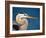 Great Blue Heron, Sanibel Island, Florida, USA-Charles Sleicher-Framed Photographic Print