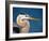 Great Blue Heron, Sanibel Island, Florida, USA-Charles Sleicher-Framed Photographic Print