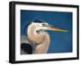 Great Blue Heron, Sanibel Island, Florida, USA-Charles Sleicher-Framed Photographic Print