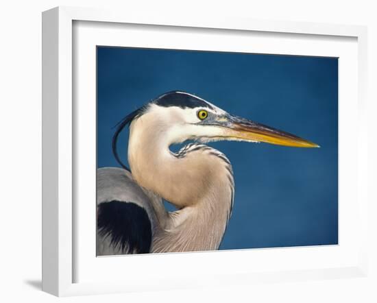 Great Blue Heron, Sanibel Island, Florida, USA-Charles Sleicher-Framed Photographic Print