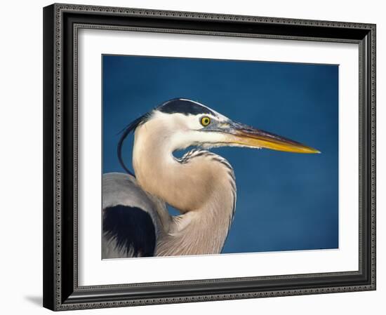 Great Blue Heron, Sanibel Island, Florida, USA-Charles Sleicher-Framed Photographic Print