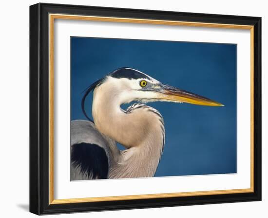 Great Blue Heron, Sanibel Island, Florida, USA-Charles Sleicher-Framed Photographic Print
