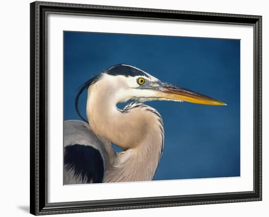 Great Blue Heron, Sanibel Island, Florida, USA-Charles Sleicher-Framed Photographic Print