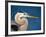 Great Blue Heron, Sanibel Island, Florida, USA-Charles Sleicher-Framed Photographic Print