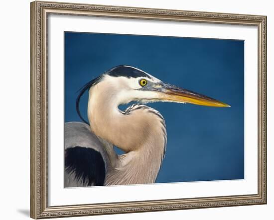 Great Blue Heron, Sanibel Island, Florida, USA-Charles Sleicher-Framed Photographic Print