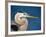 Great Blue Heron, Sanibel Island, Florida, USA-Charles Sleicher-Framed Photographic Print