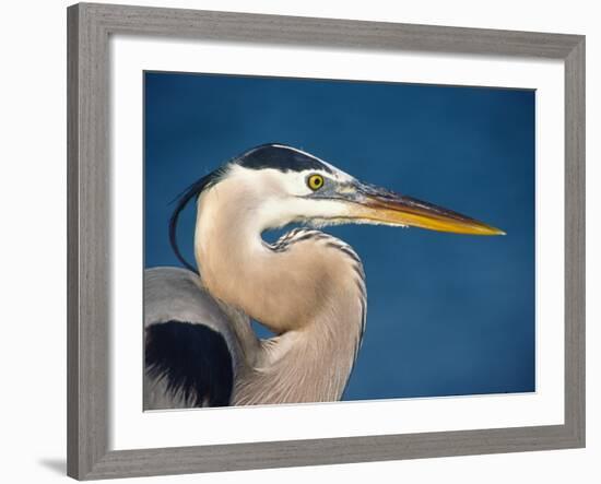 Great Blue Heron, Sanibel Island, Florida, USA-Charles Sleicher-Framed Photographic Print